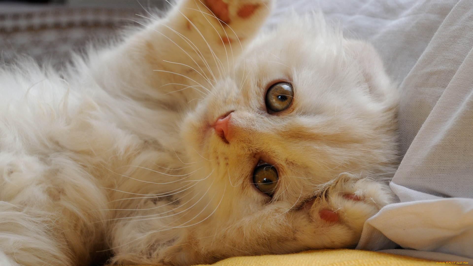 животные, коты, скоттиш-фолд, кошка, лапки, мордочка, взгляд