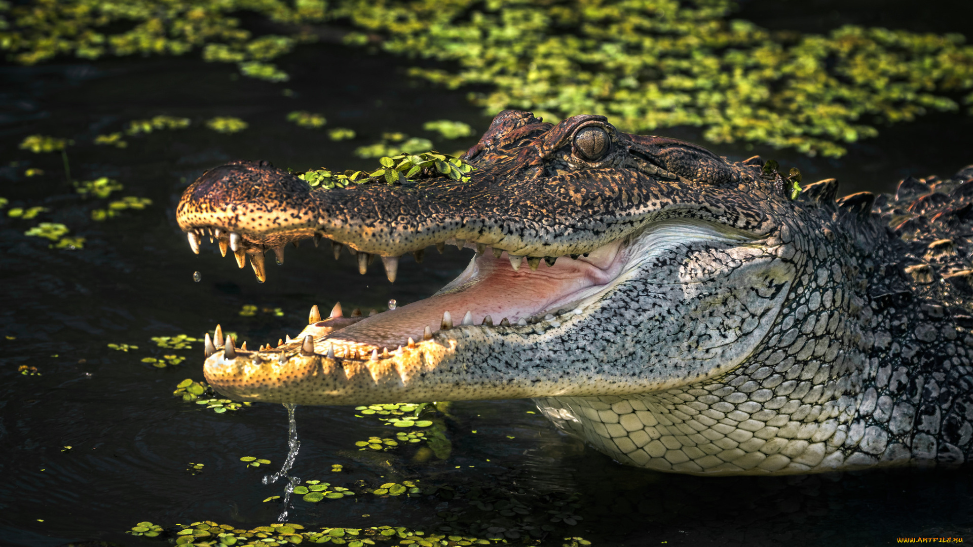 животные, крокодилы, пасть