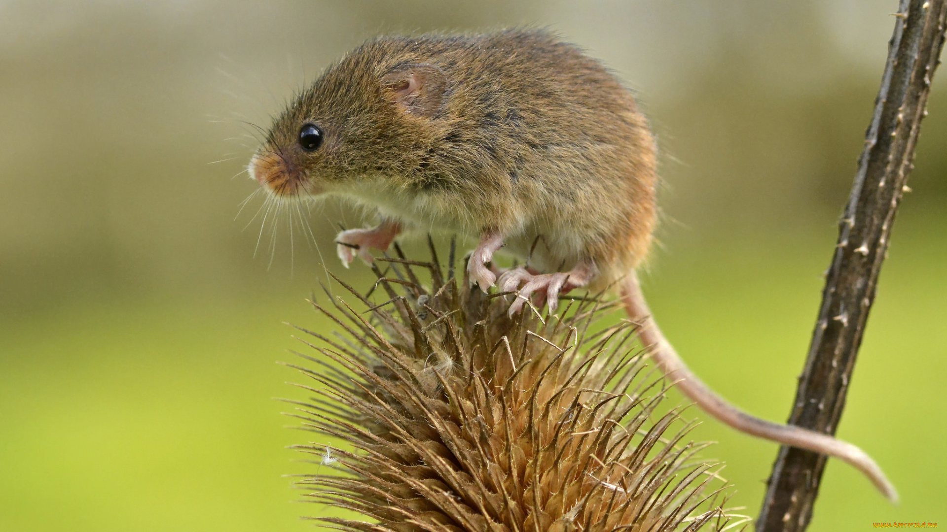 животные, крысы, , мыши, мышка