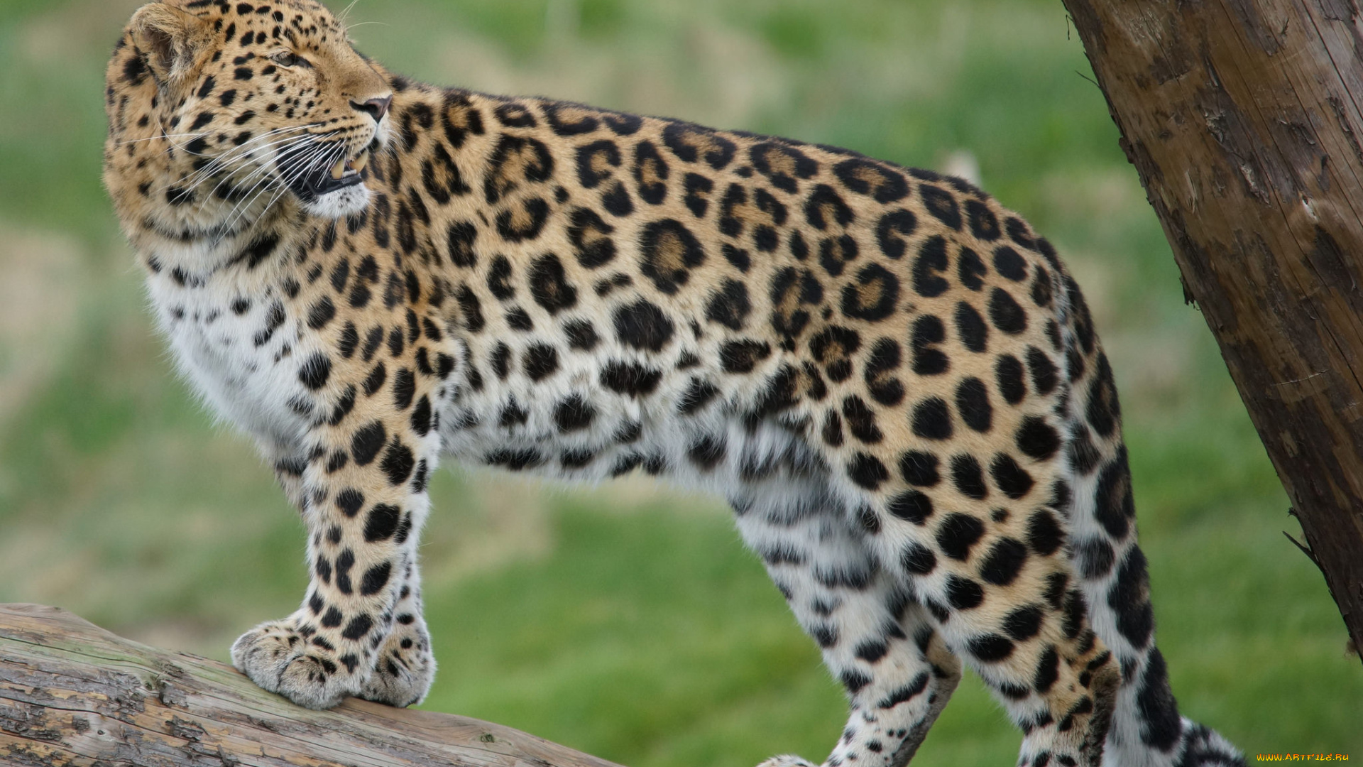 животные, леопарды, хищник