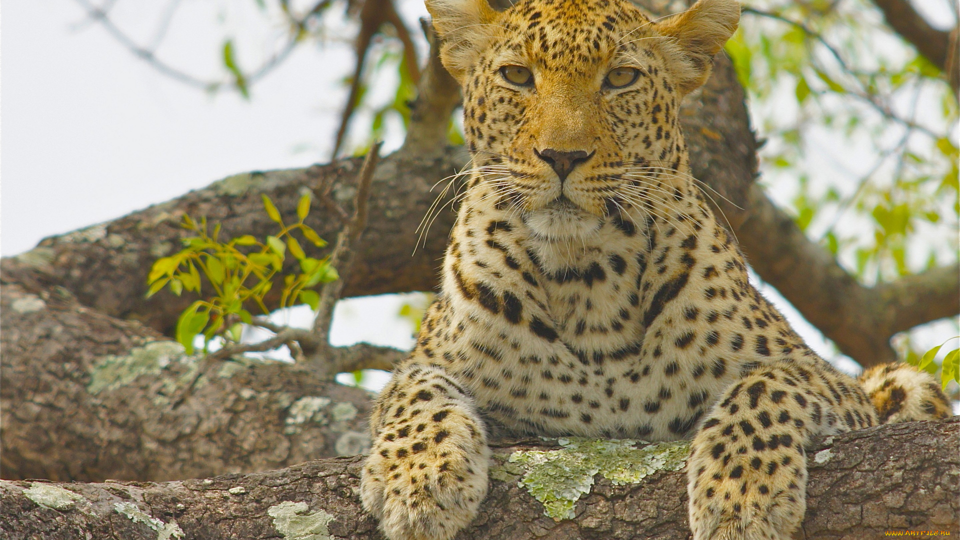 животные, леопарды, леопард, дикая, кошка, взгляд