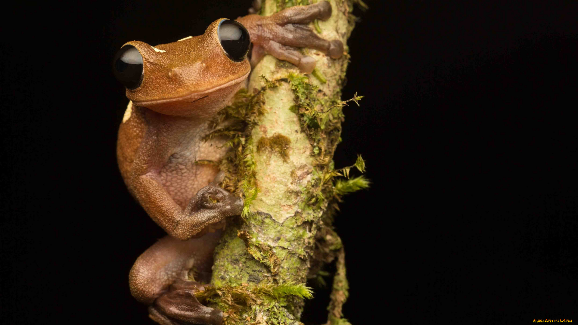 животные, лягушки, лягушка