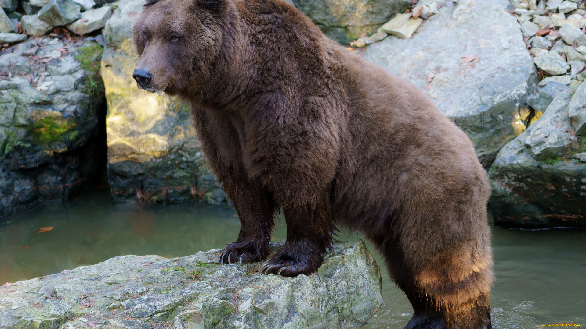 животные, медведи, миша