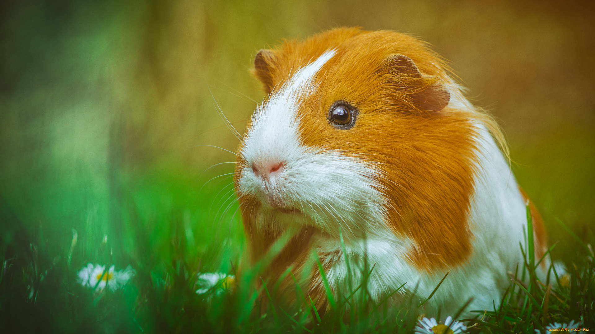 животные, морские, свинки, , хомяки, свинка