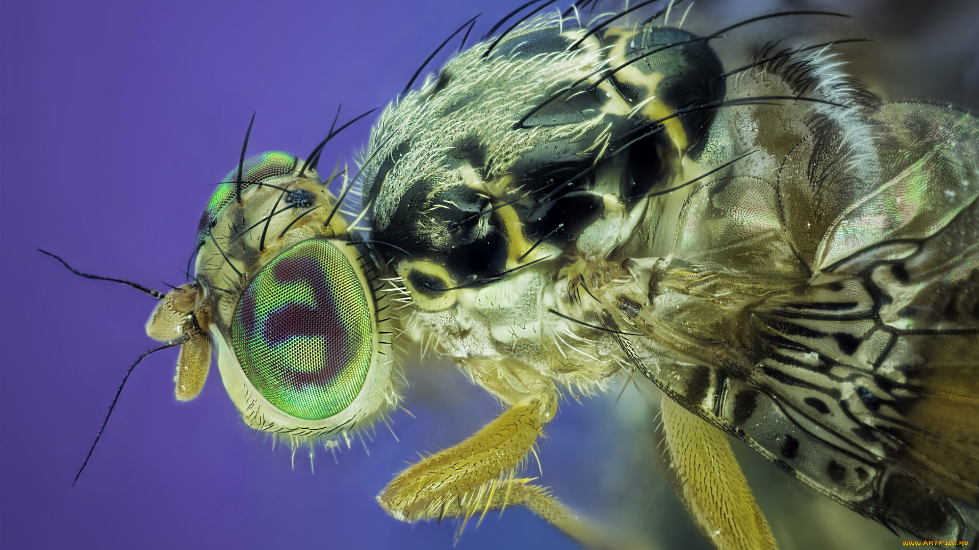 животные, насекомые, макро