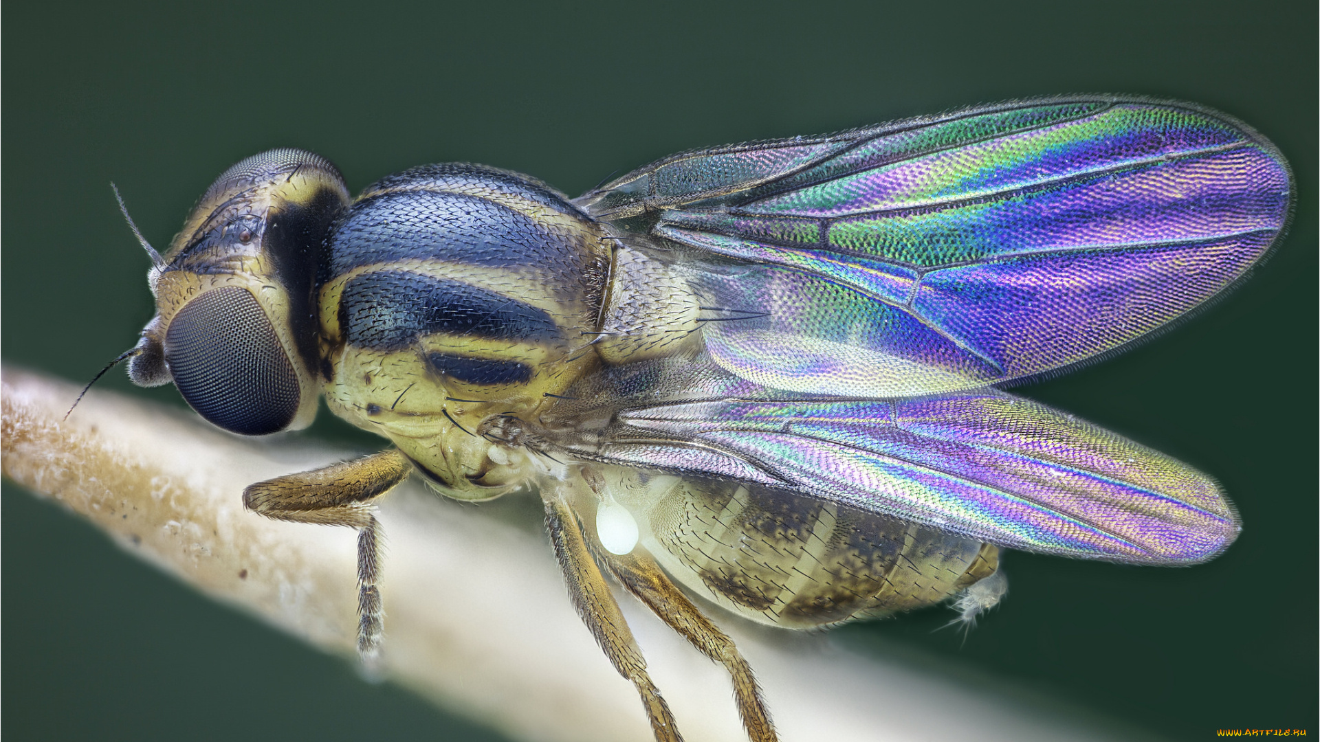 животные, насекомые, муха