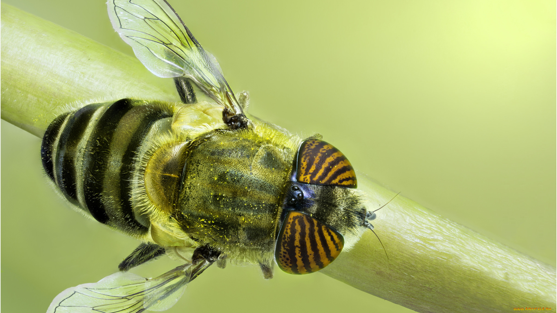 животные, насекомые, муха