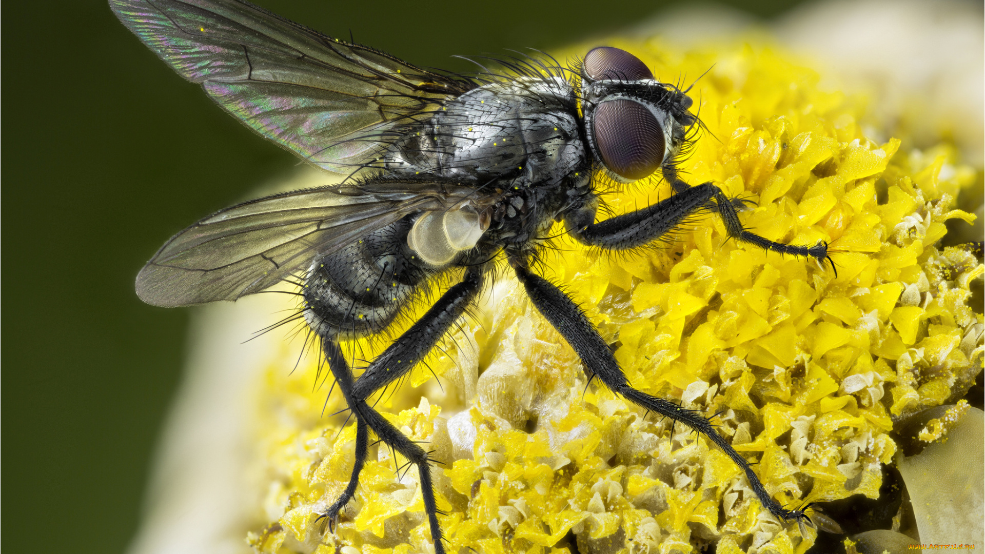 животные, насекомые, муха