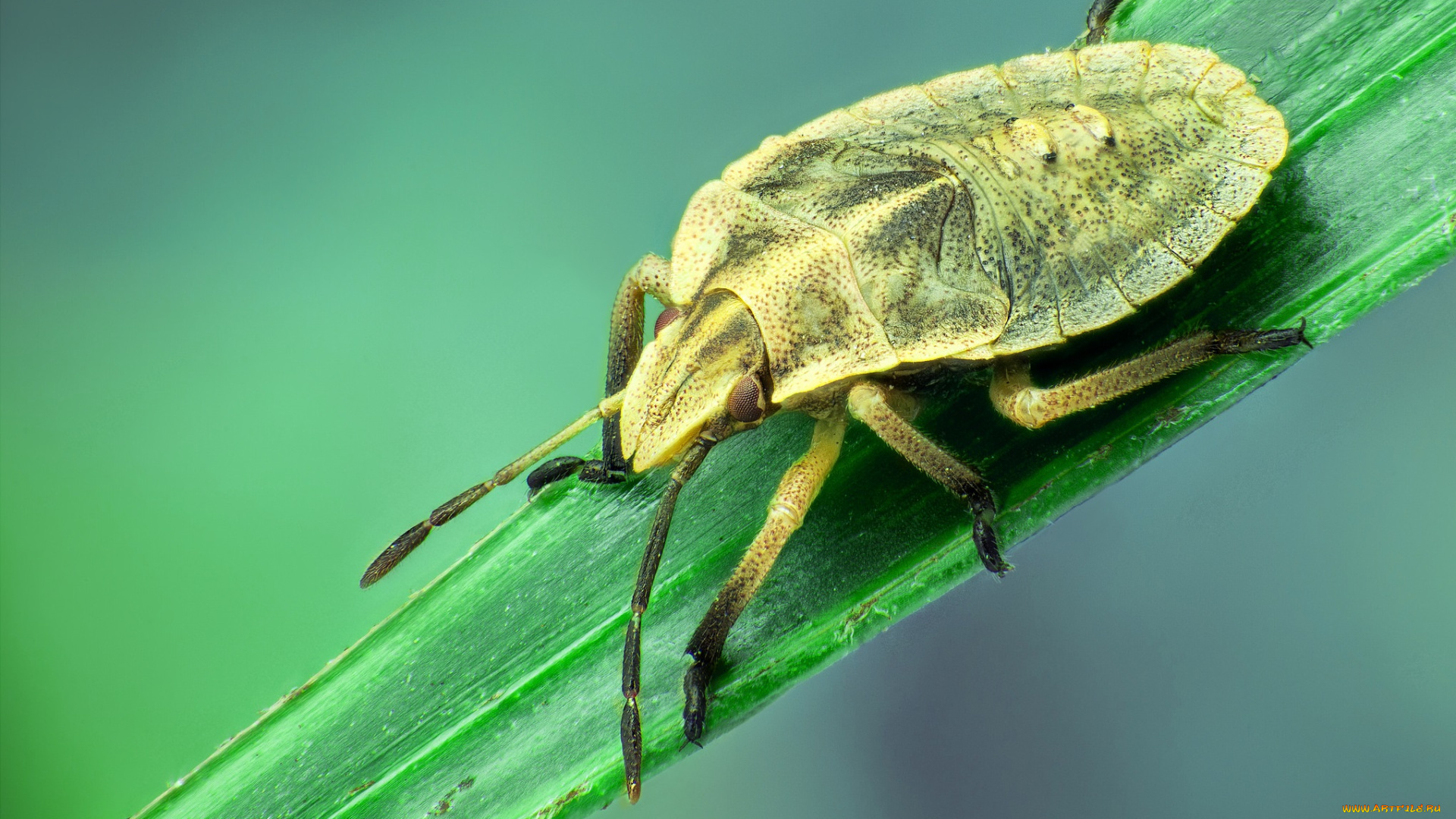 животные, насекомые, жук