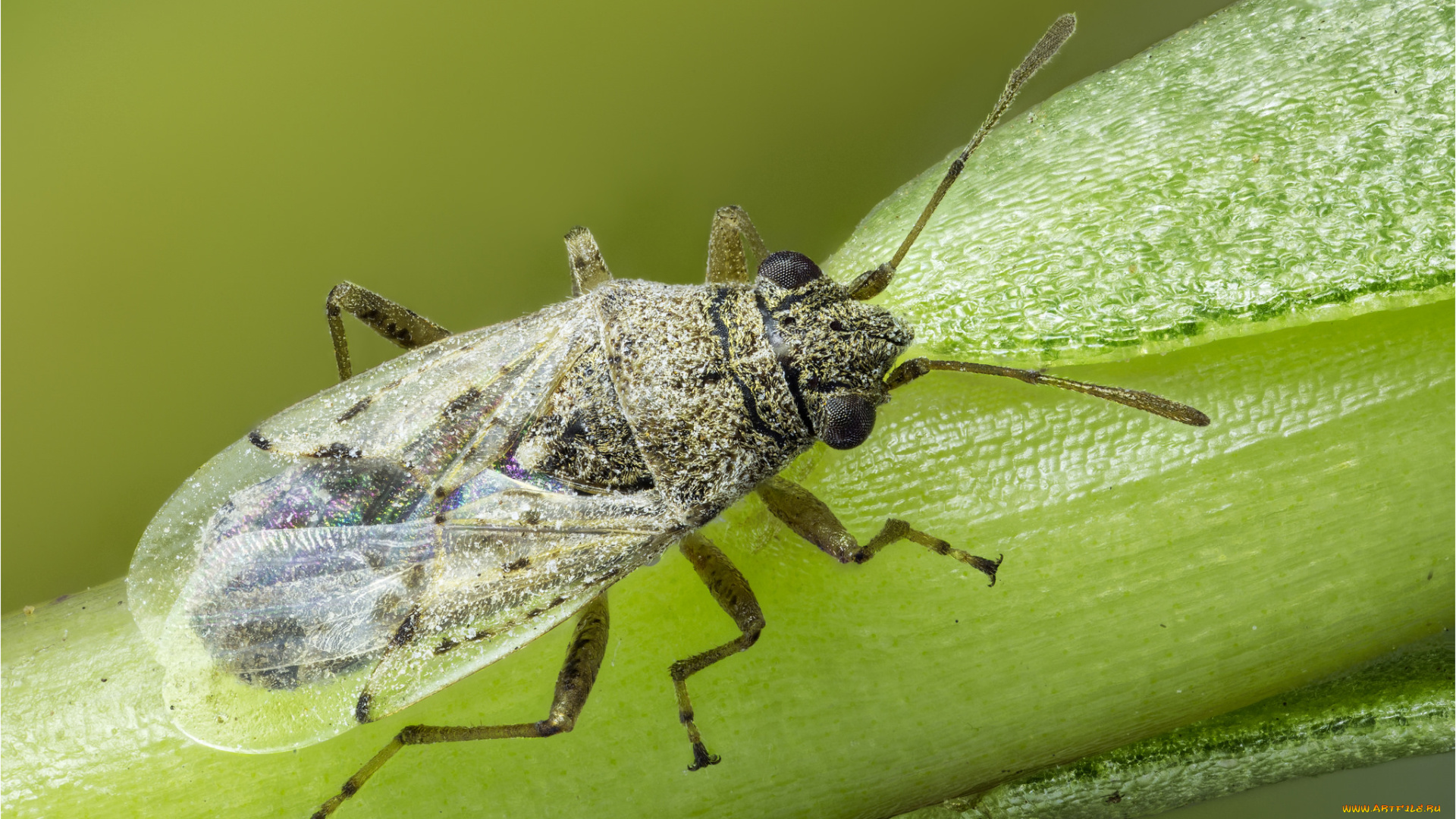 животные, насекомые, жук