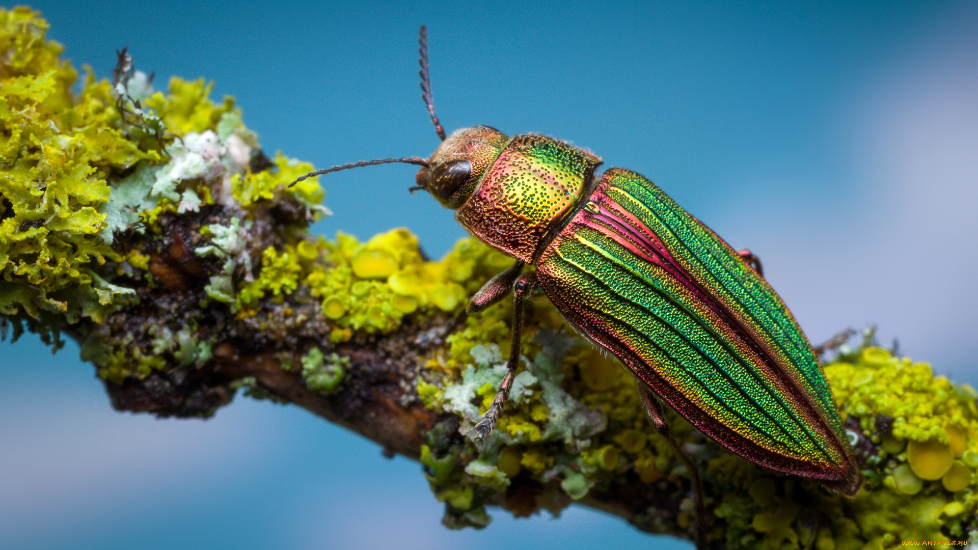 животные, насекомые, златка, жук, ветка, макро