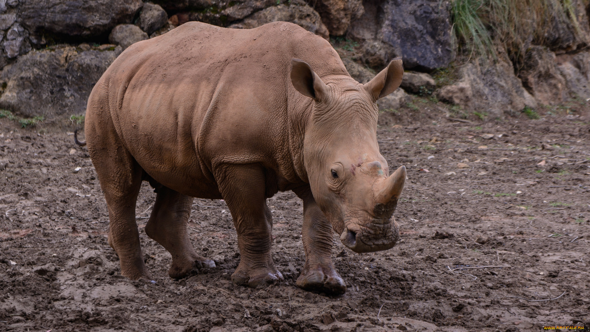 животные, носороги, носорог