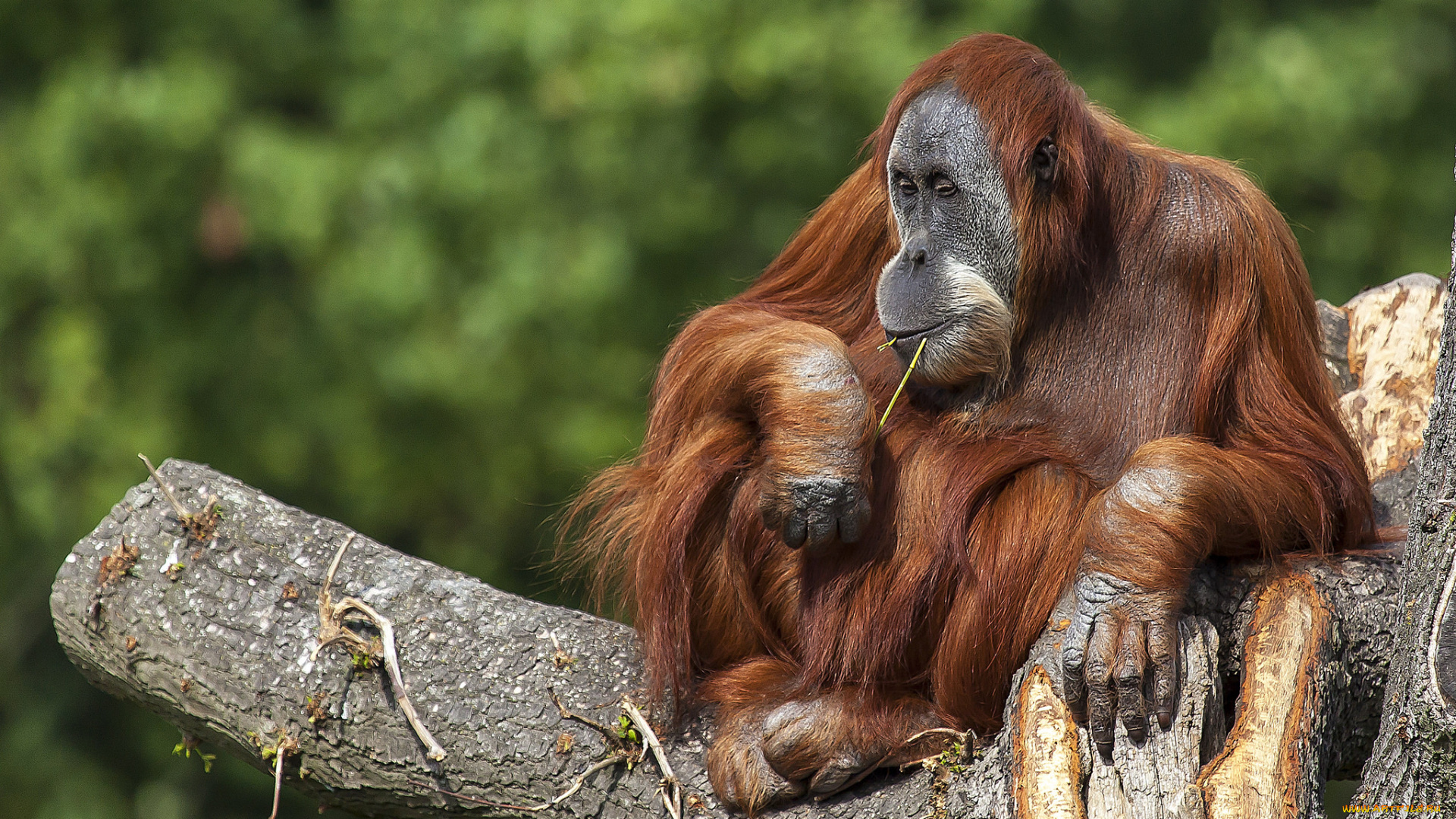 животные, обезьяны, оренгутан