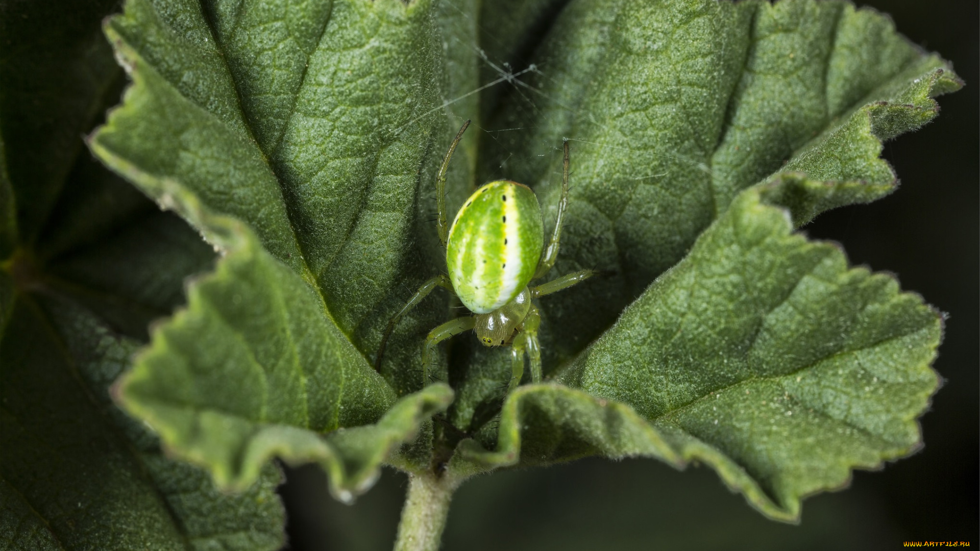 животные, пауки, паук