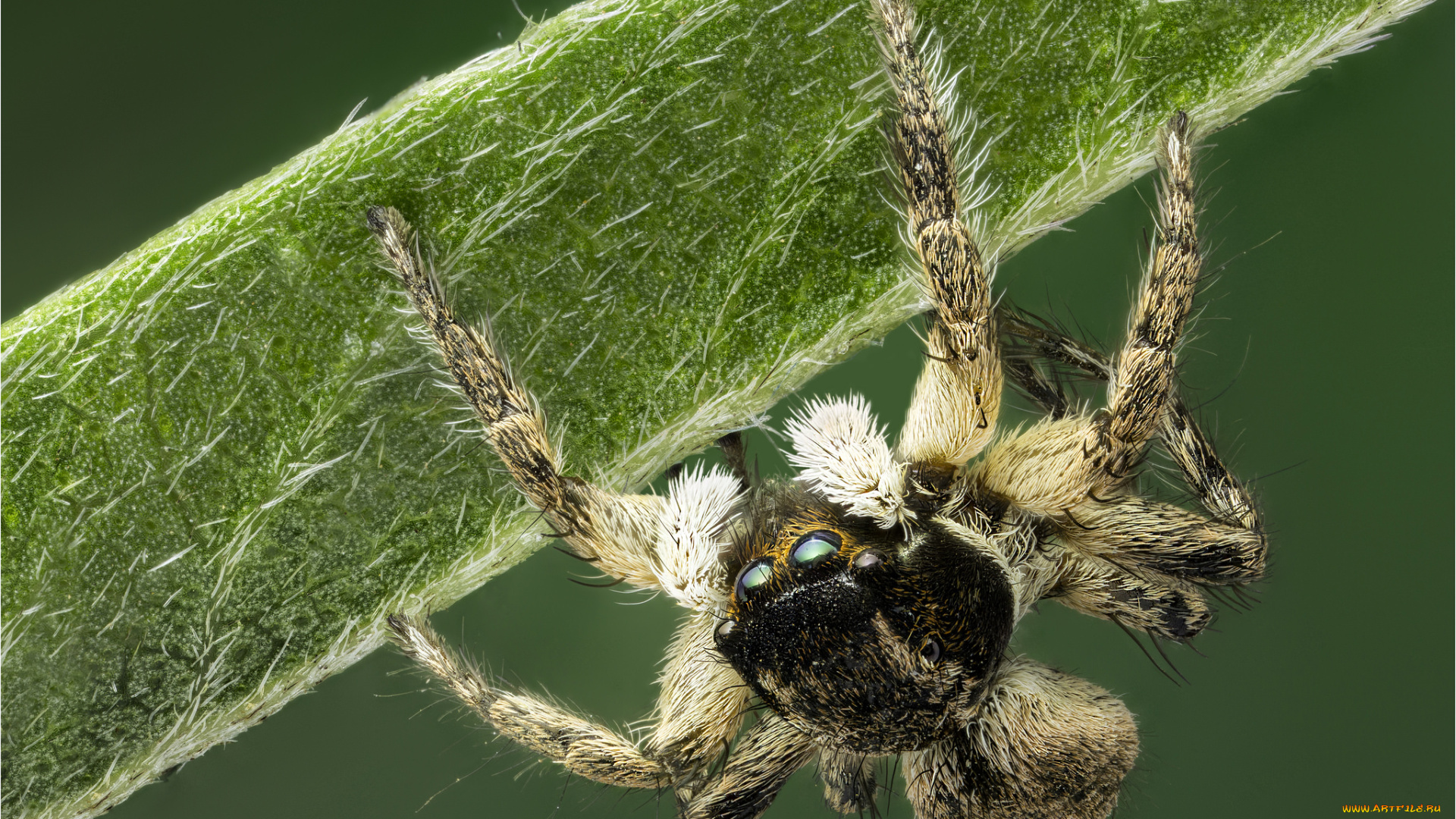животные, пауки, паук