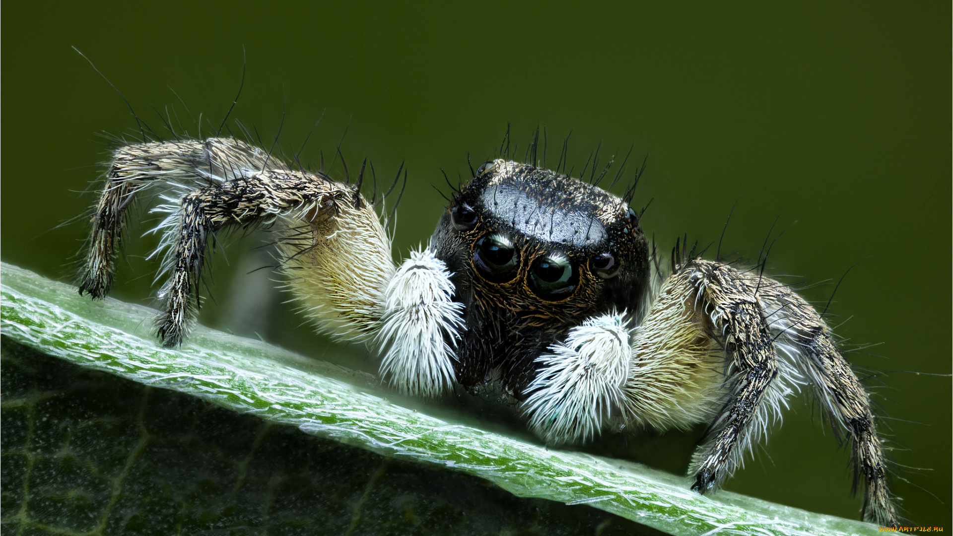 животные, пауки, паук