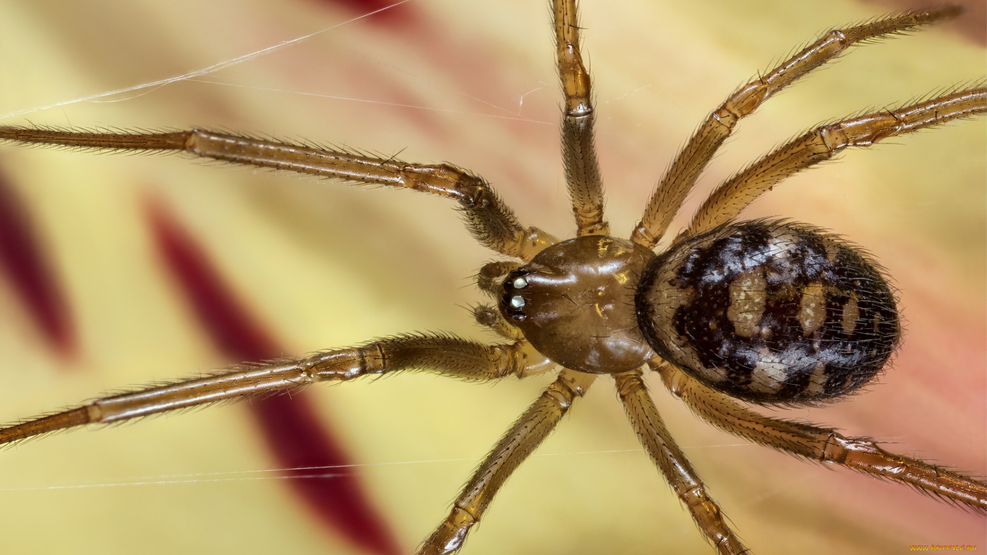 животные, пауки, паук