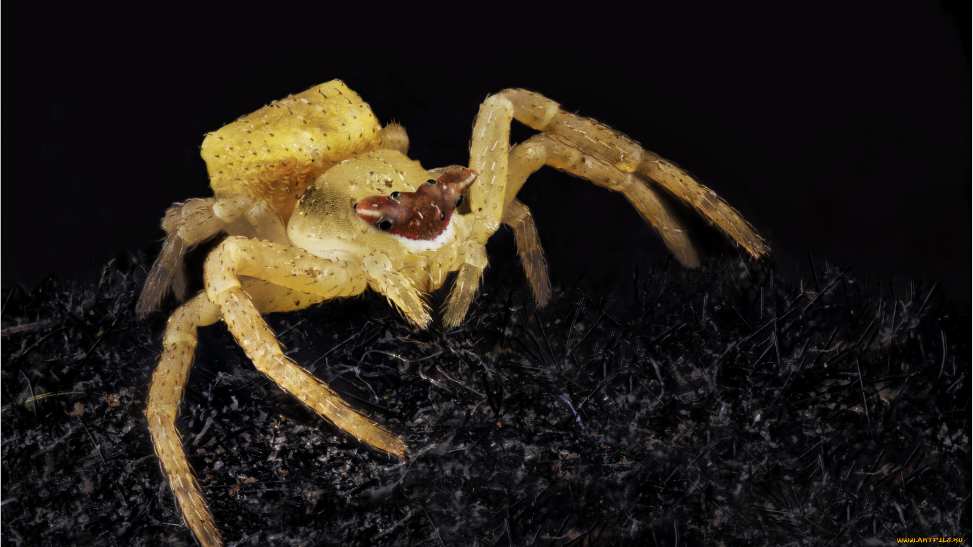животные, пауки, паук