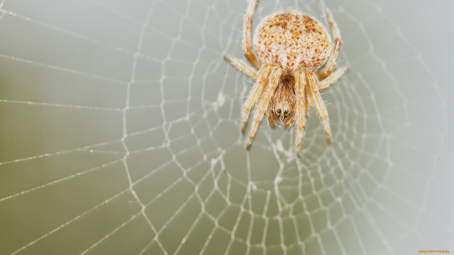 животные, пауки, паук