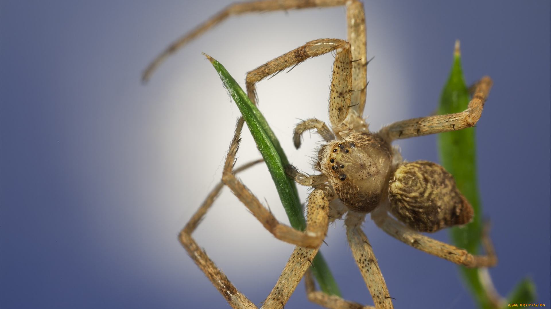 животные, пауки, паук