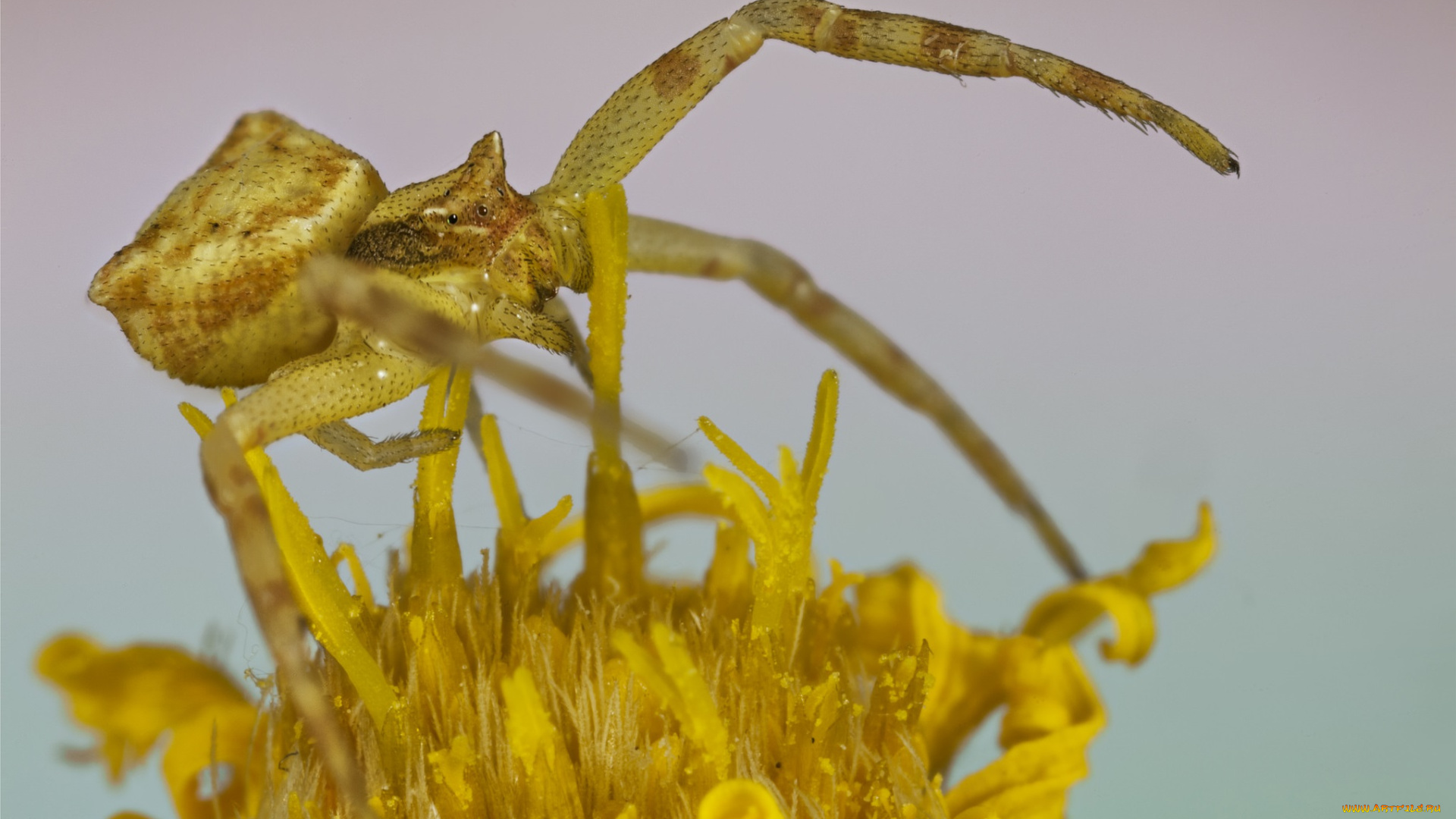 животные, пауки, паук