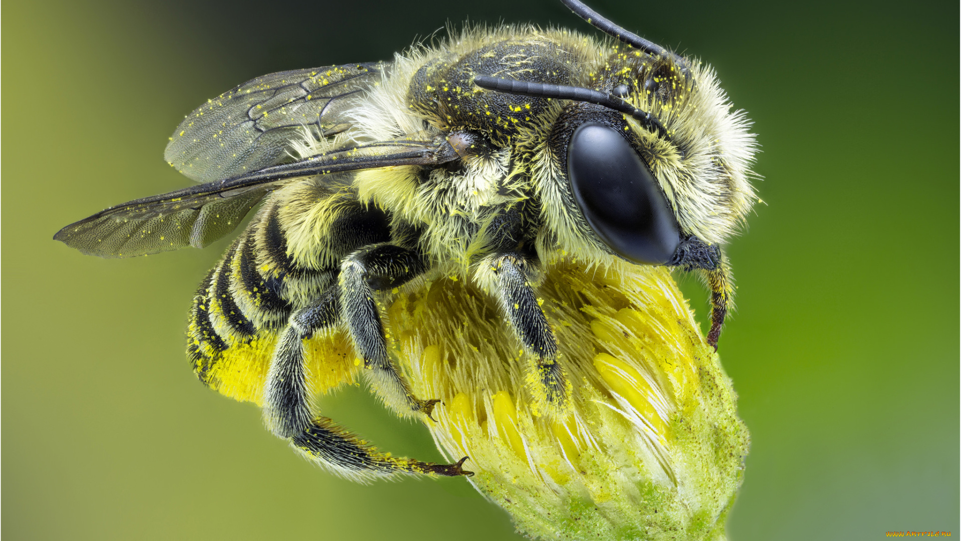 животные, пчелы, , осы, , шмели, пчела