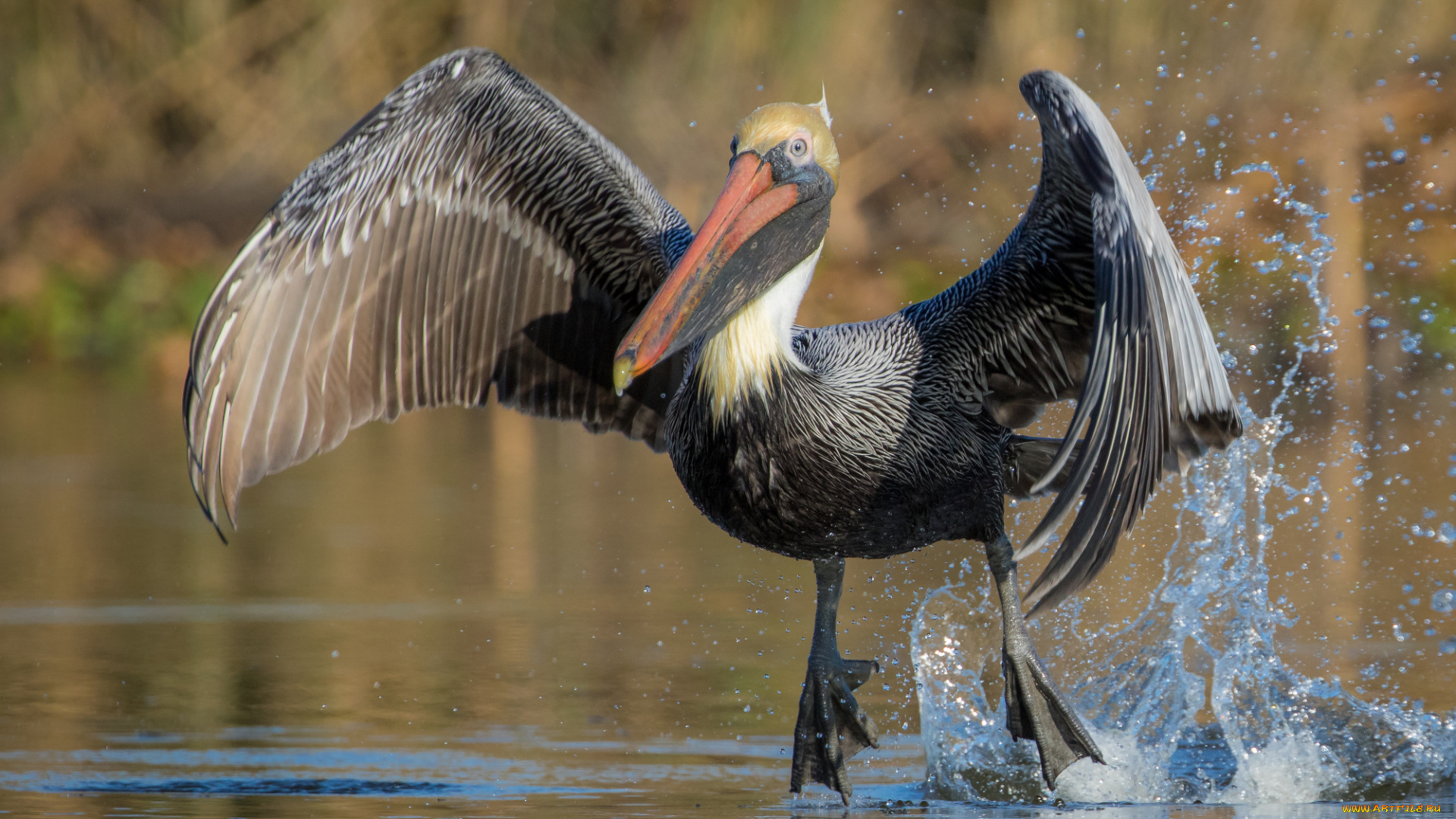 животные, пеликаны, птичка