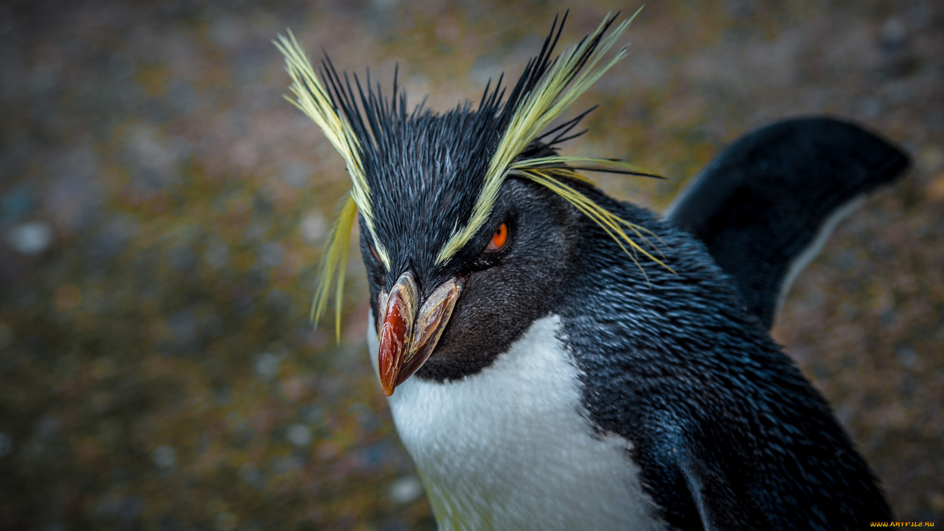 животные, пингвины, пингвин