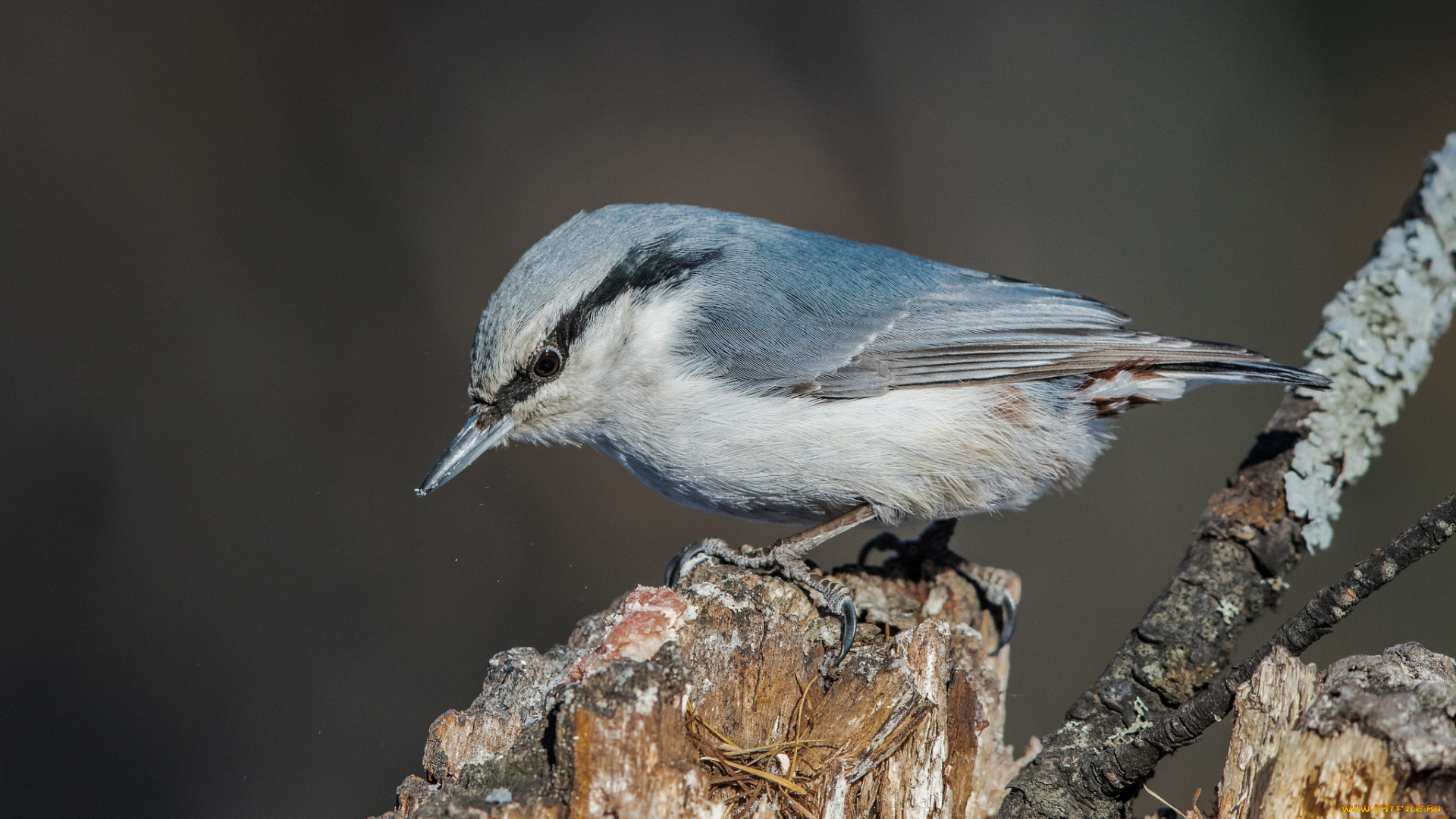 животные, поползни, птичка