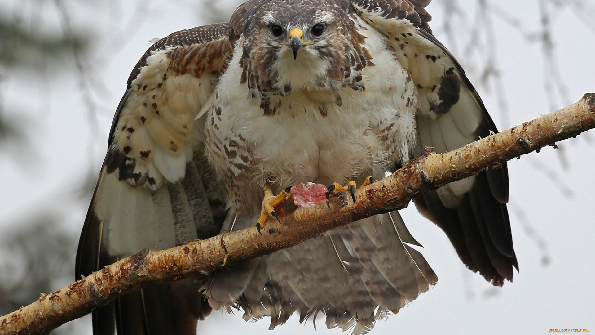 животные, птицы, -, хищники, птичка