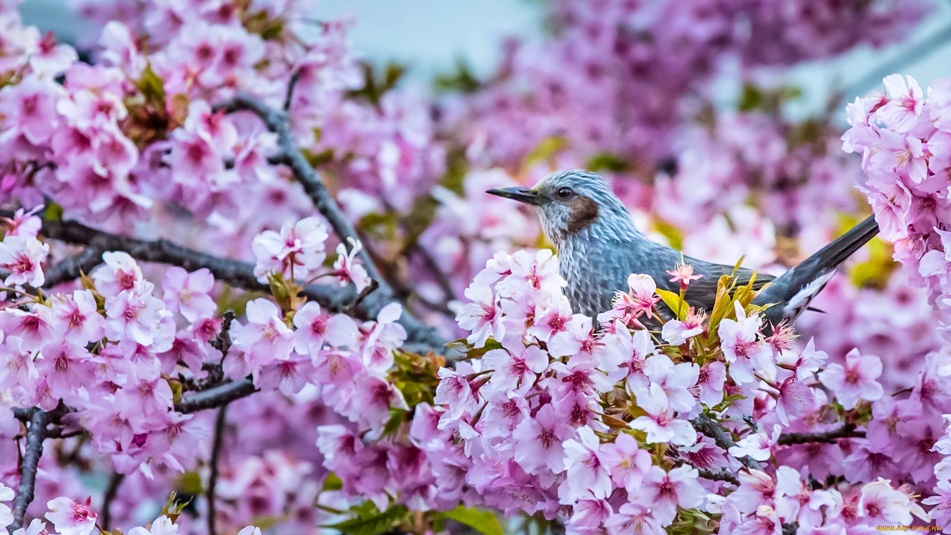 животные, птицы, бюльбюль, птица, сакура, вишня, ветки, цветение, цветки