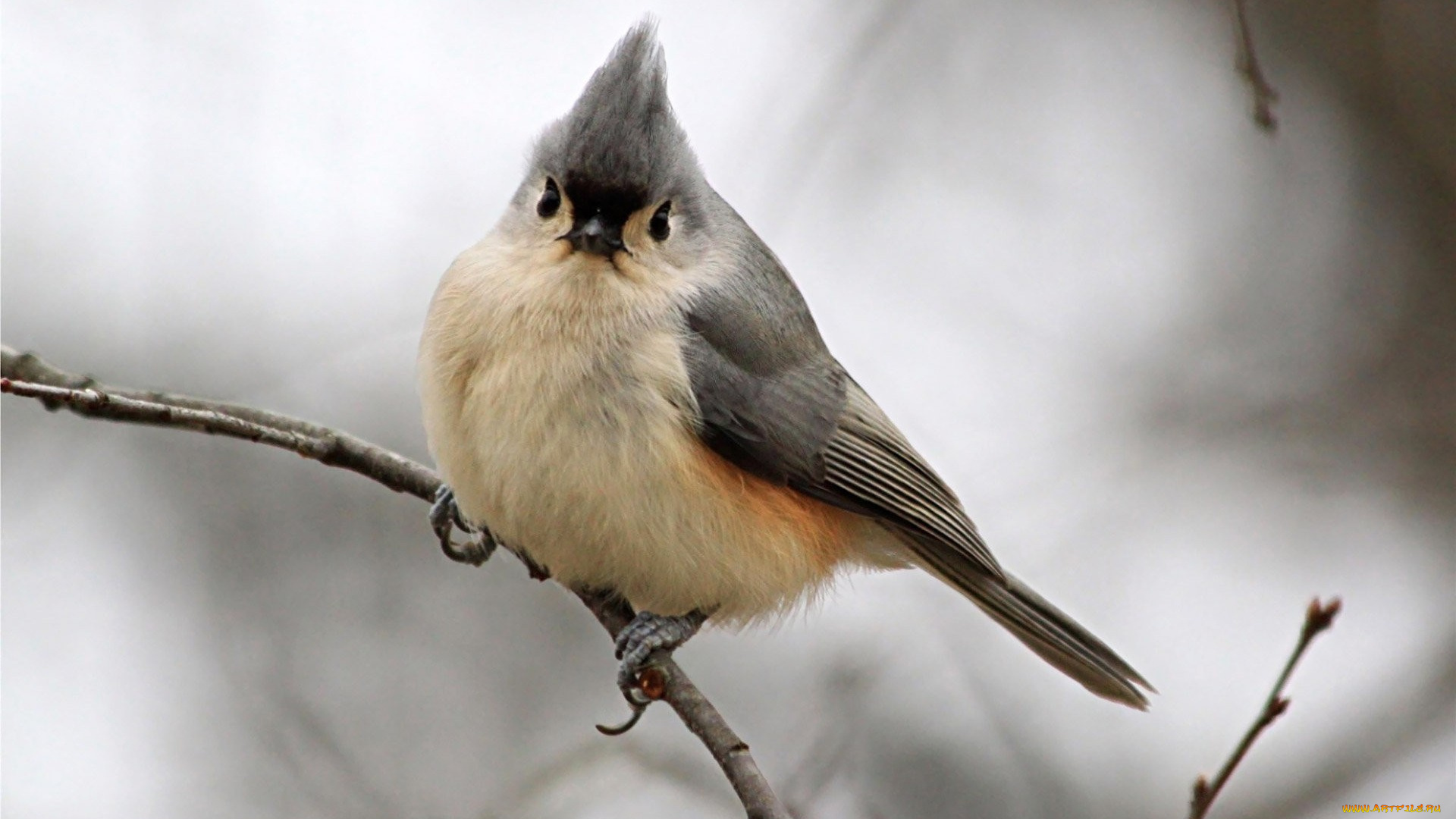 животные, птицы, птица, когти, хохолок, ветки
