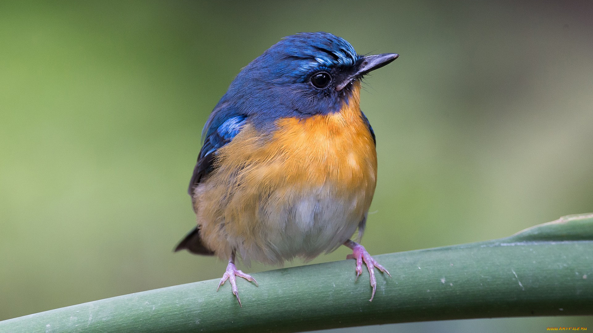 животные, птицы, птица, ветка
