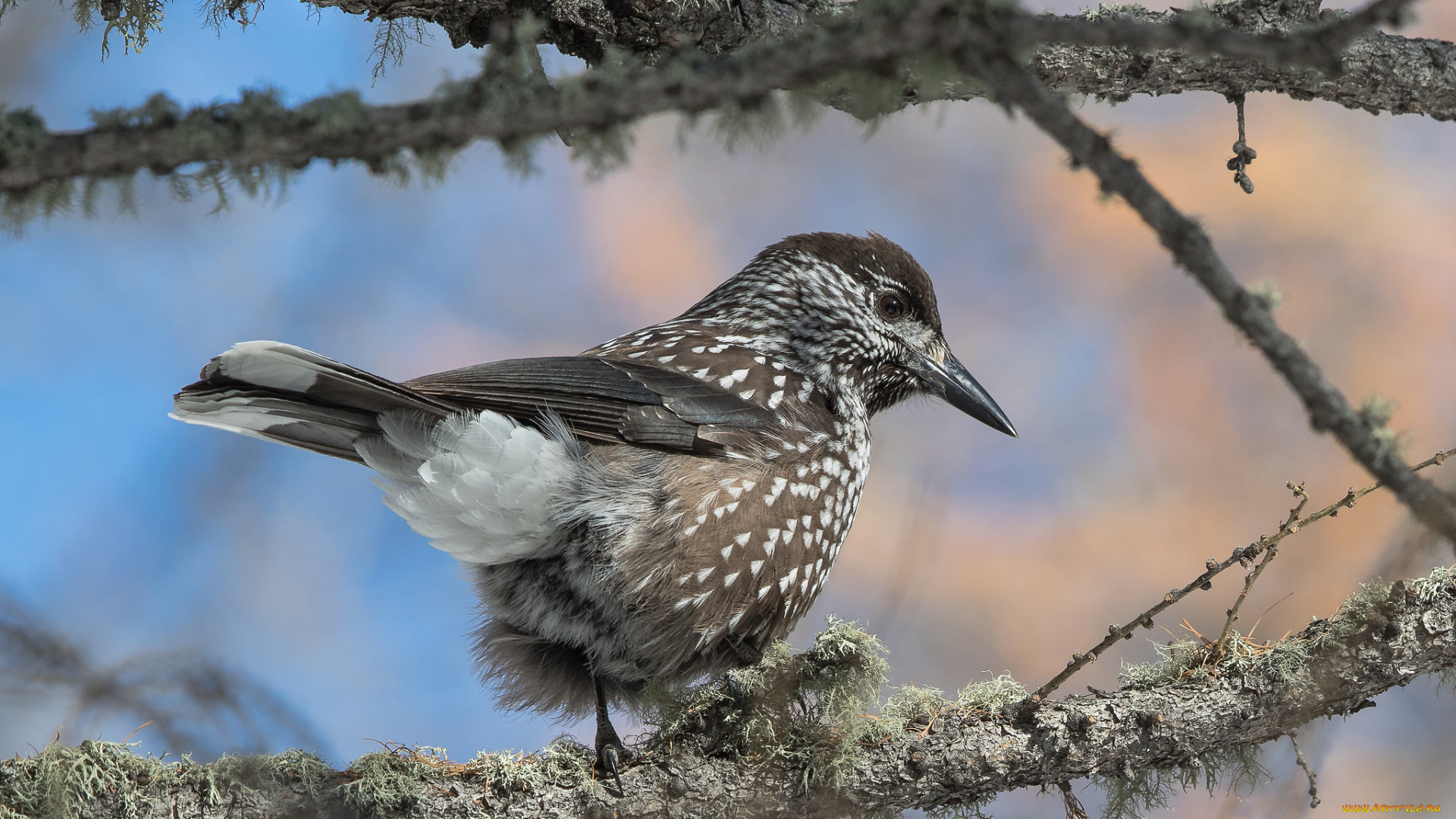 животные, птицы, птичка