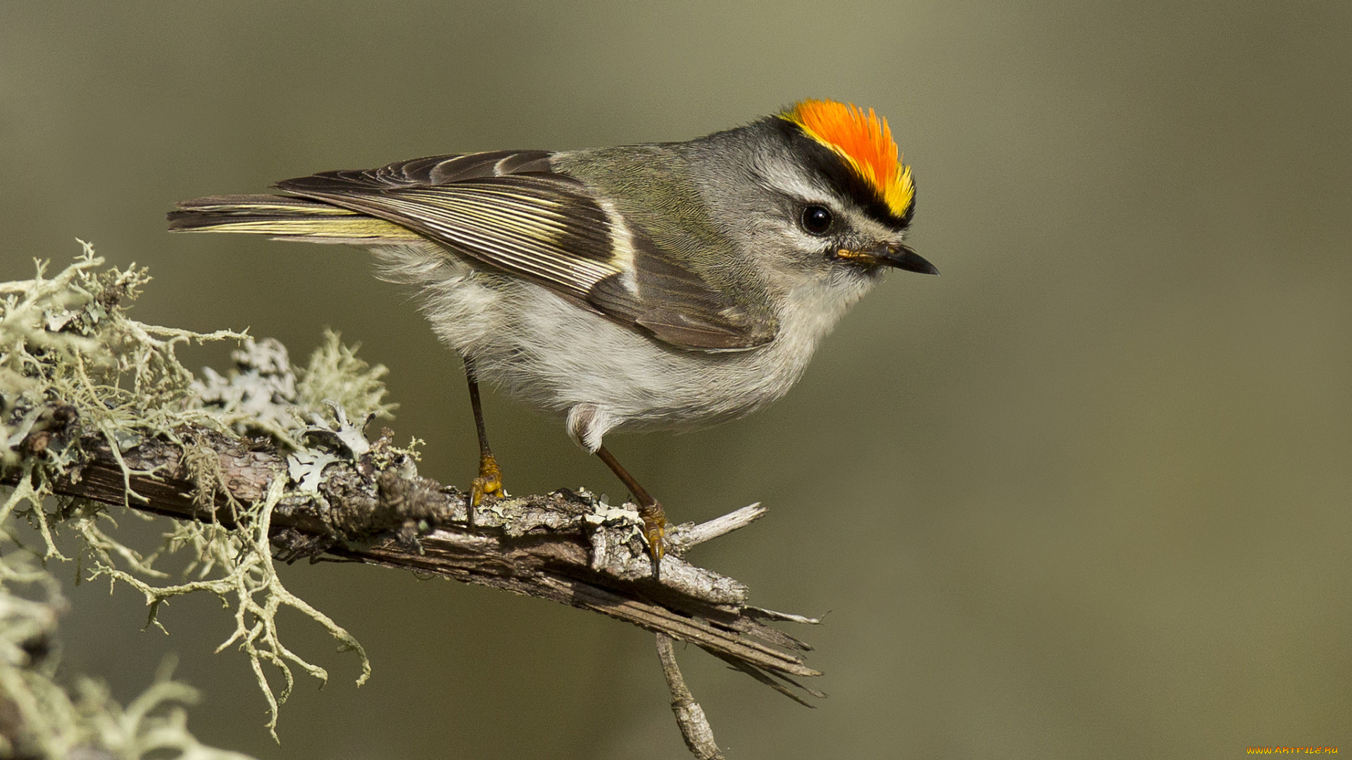 животные, птицы, птичка