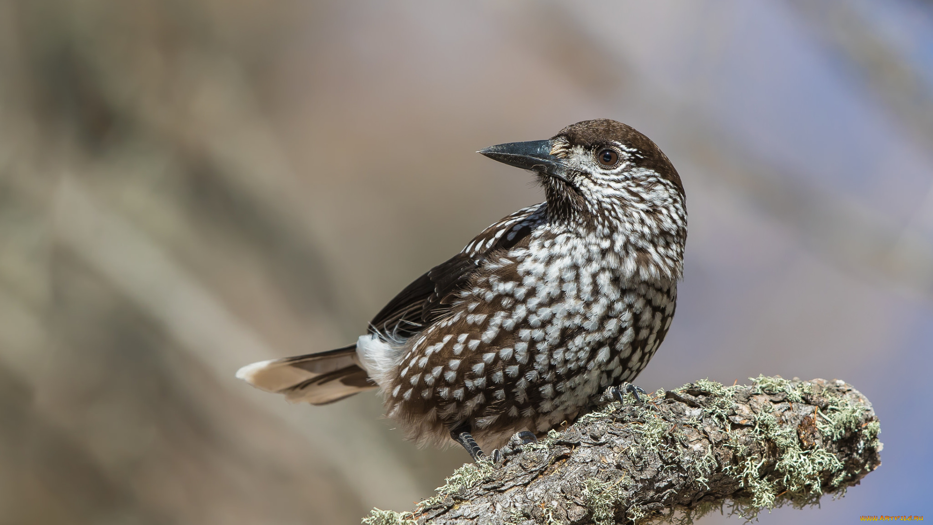 животные, птицы, птичка