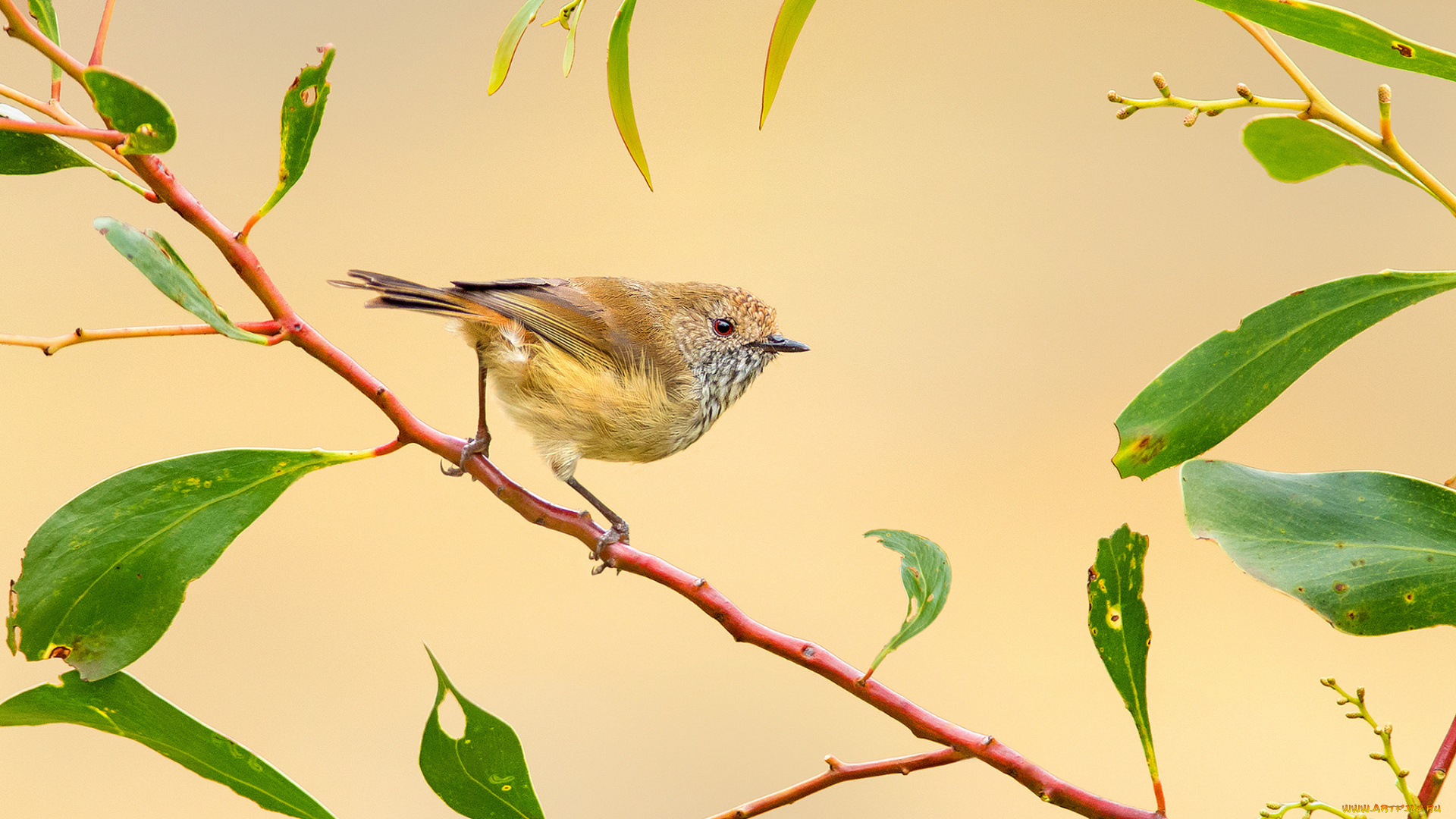 животные, птицы, птичка, ветка, перья