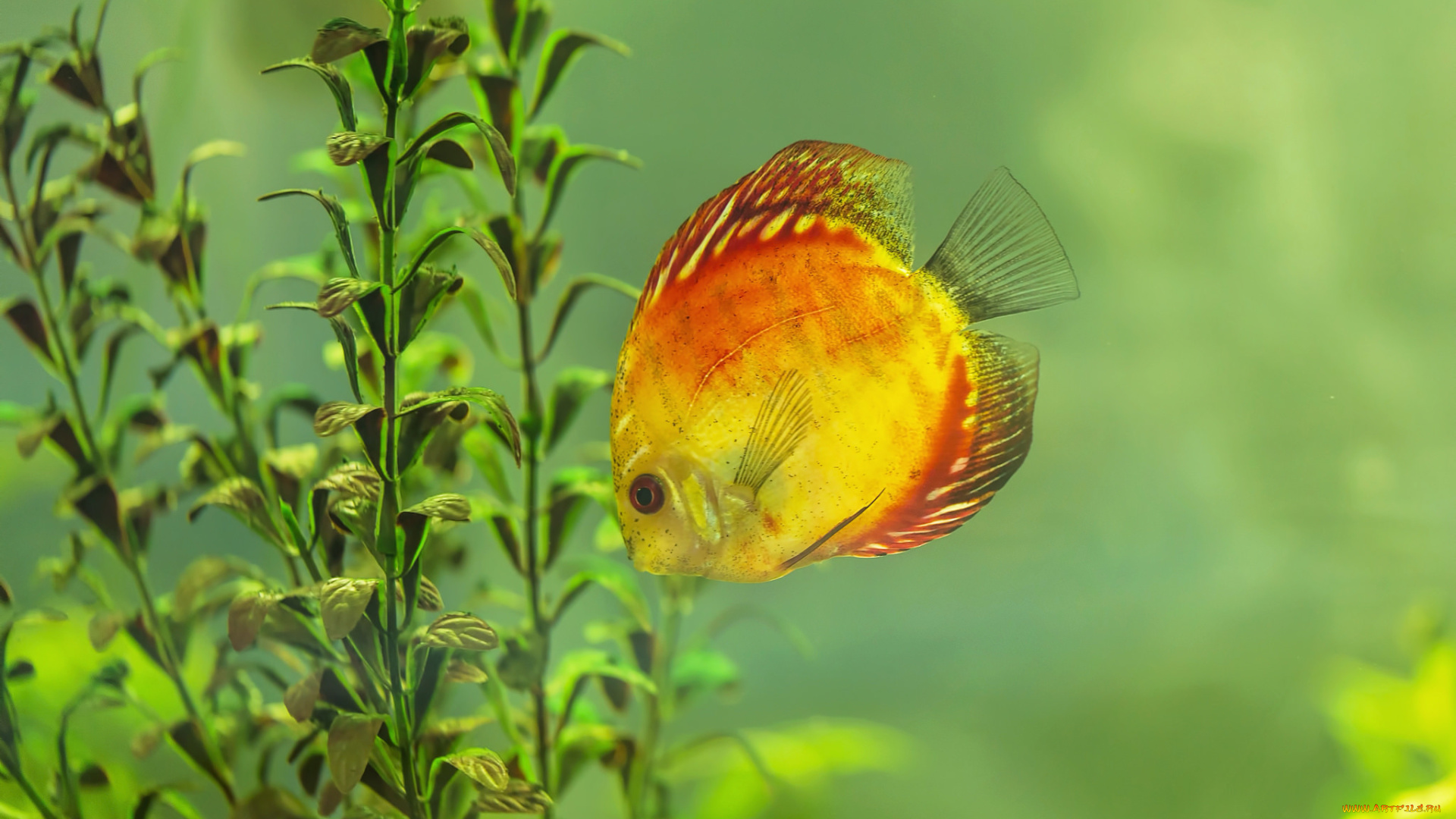 животные, рыбы, вода, водоросли, рыба