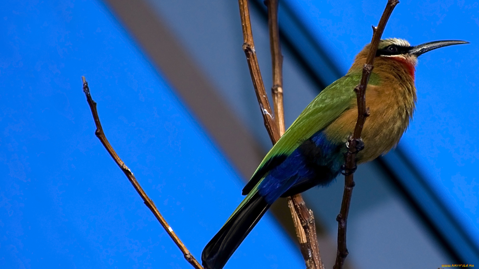 животные, щурки, , пчелоеды, клюв, ветки, птица