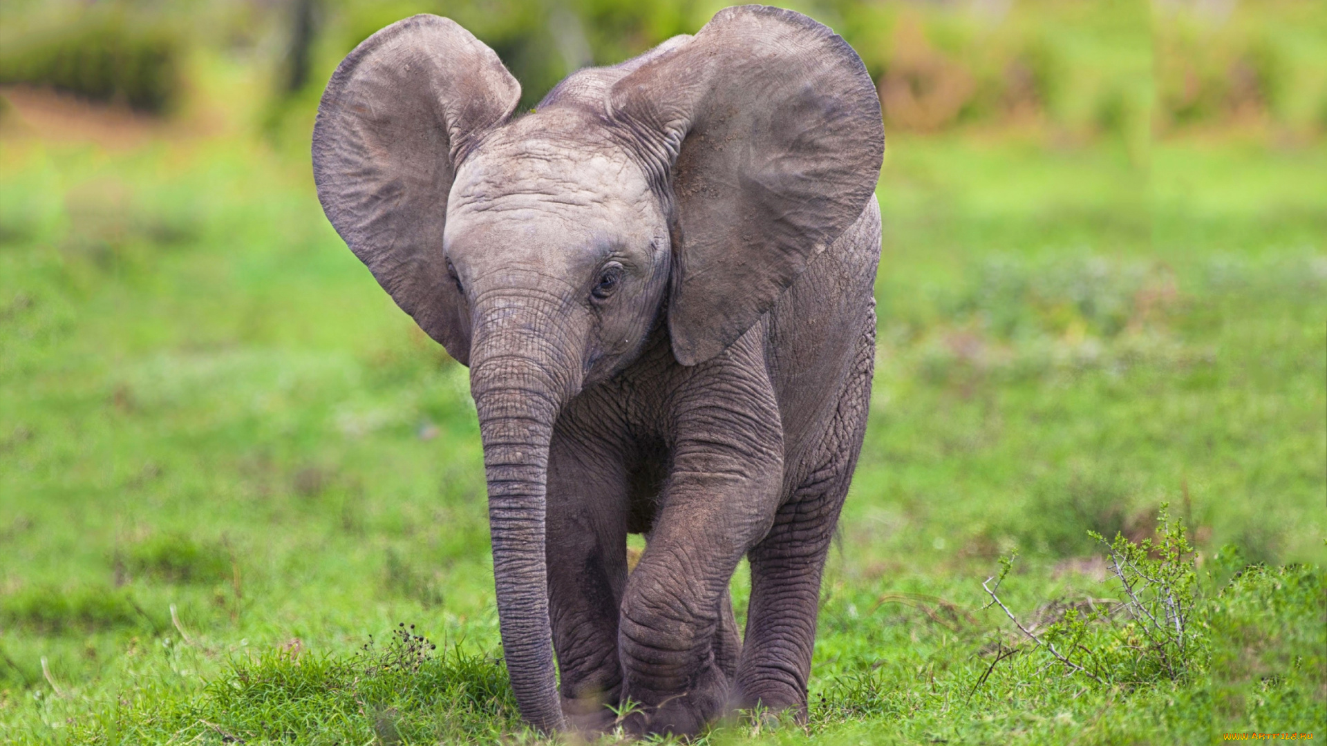 животные, слоны, слонёнок, слон, травка, малыш