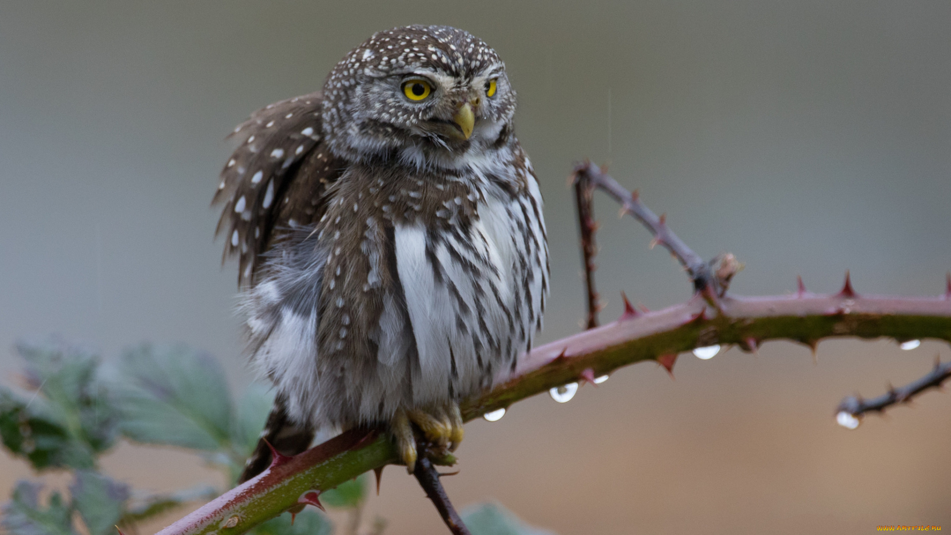 животные, совы, птичка