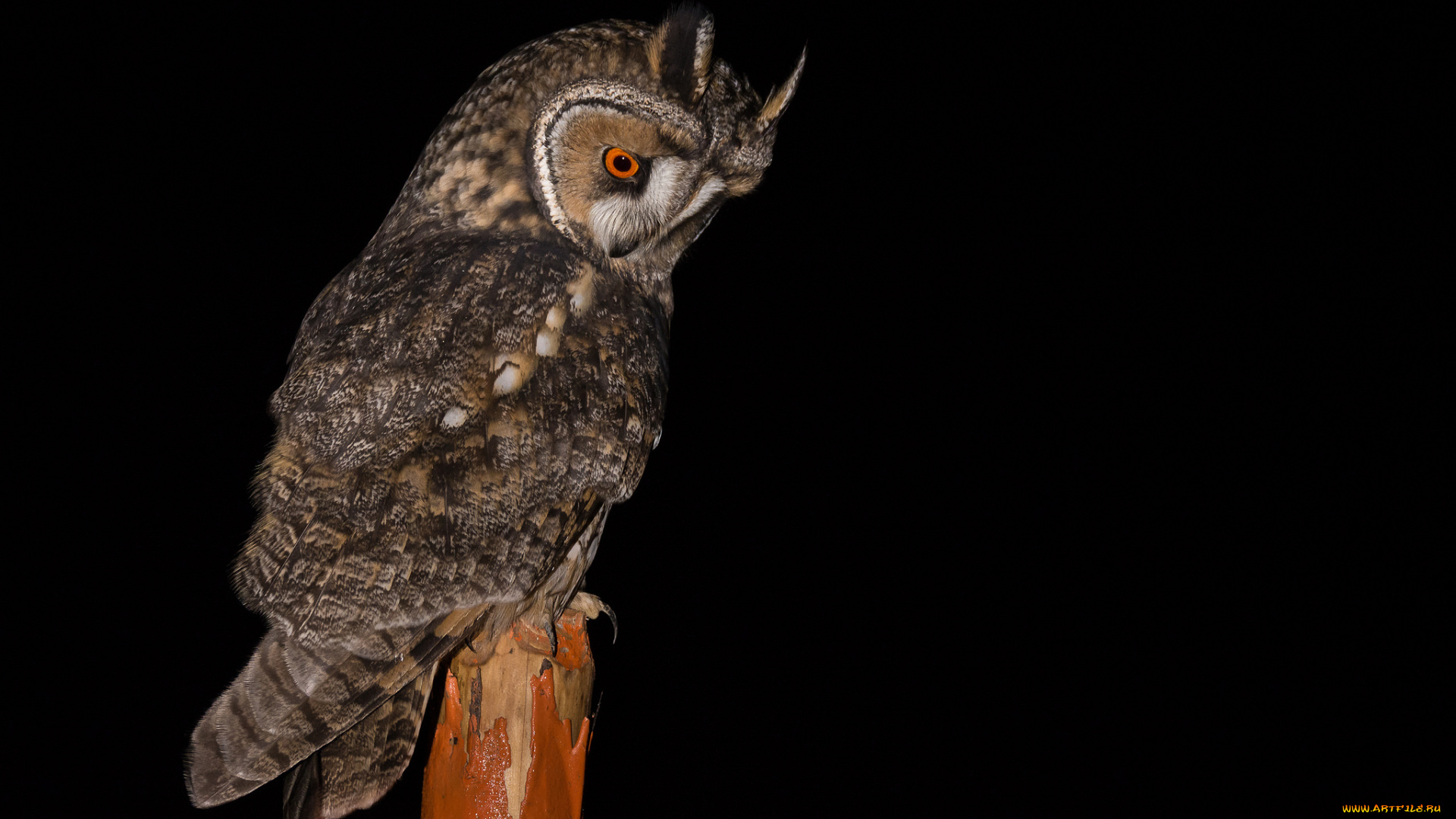 животные, совы, птичка