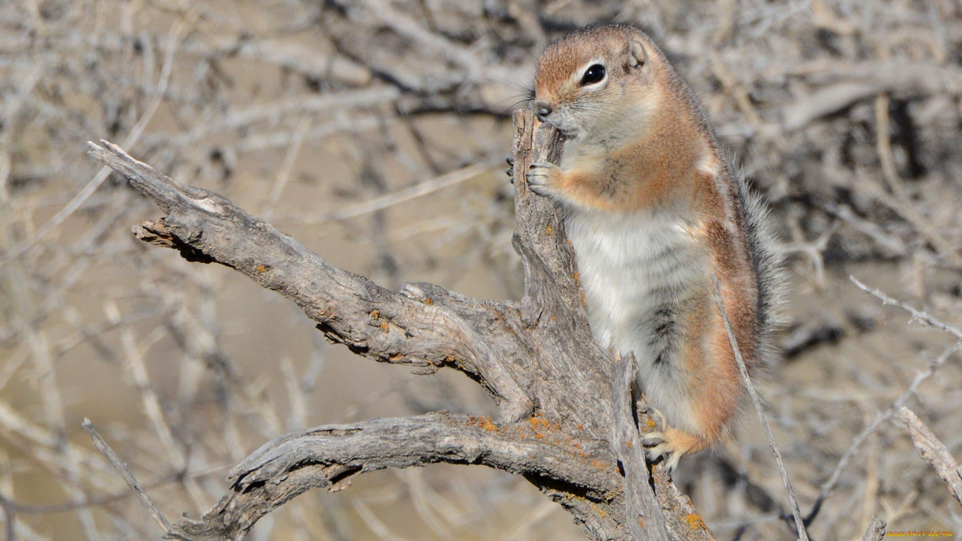 животные, суслики, , сурки, суслик, коряга