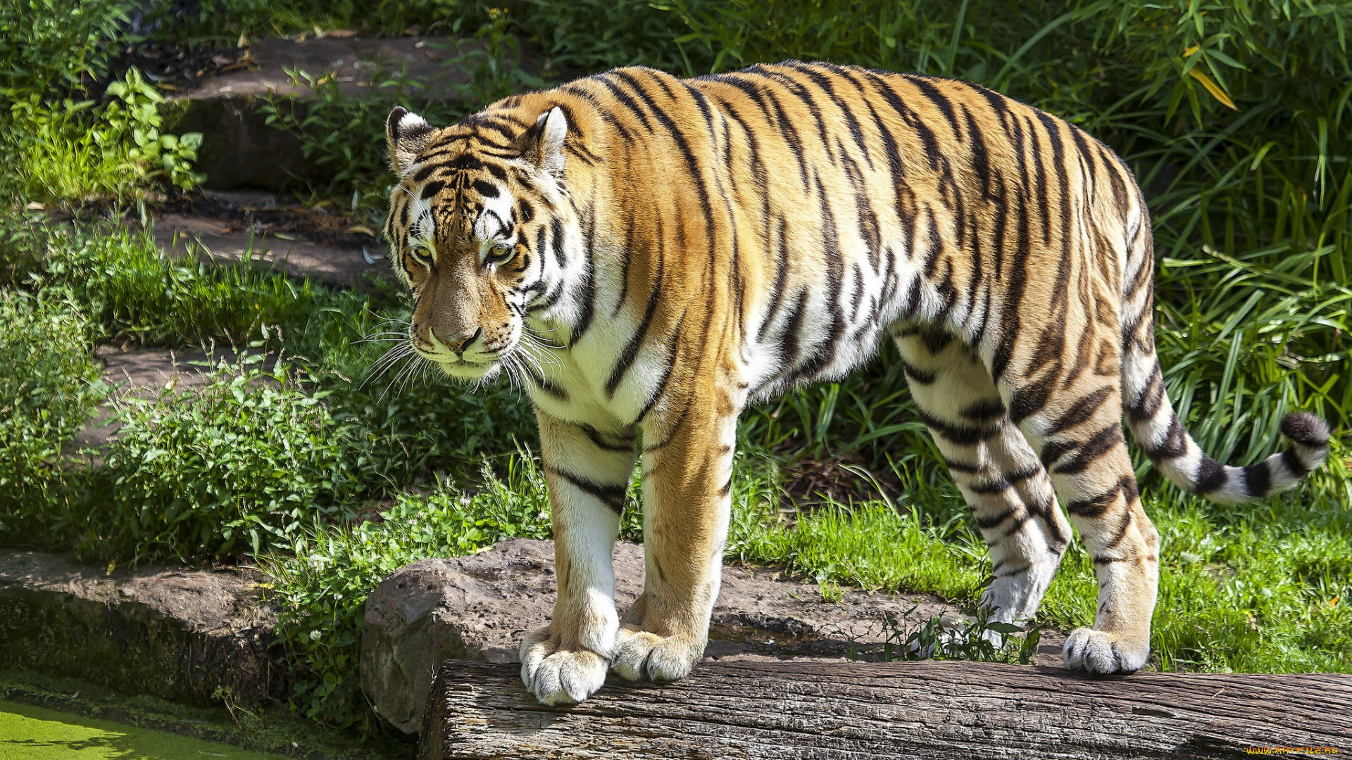 животные, тигры, тигр