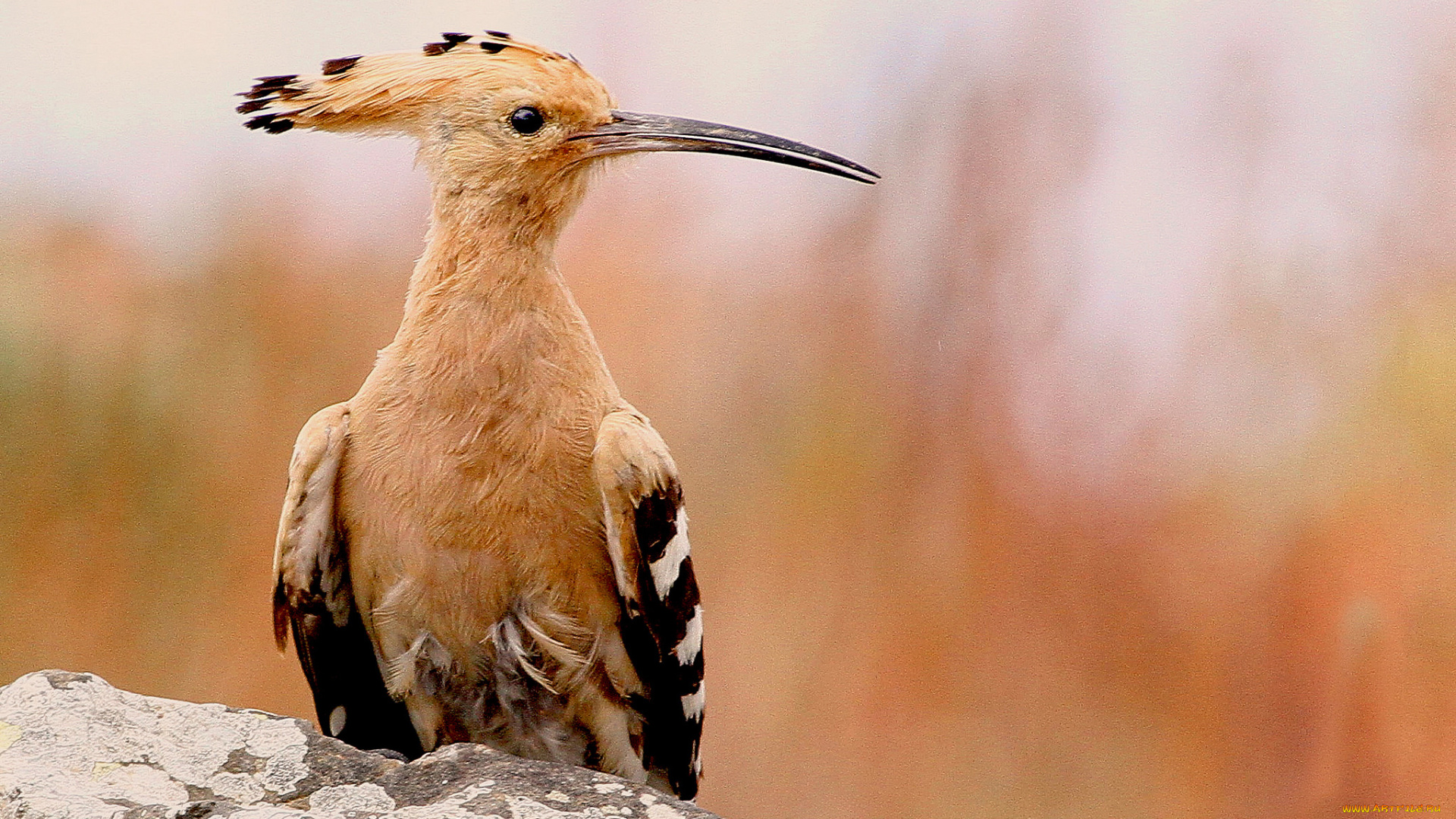 животные, удоды, птичка