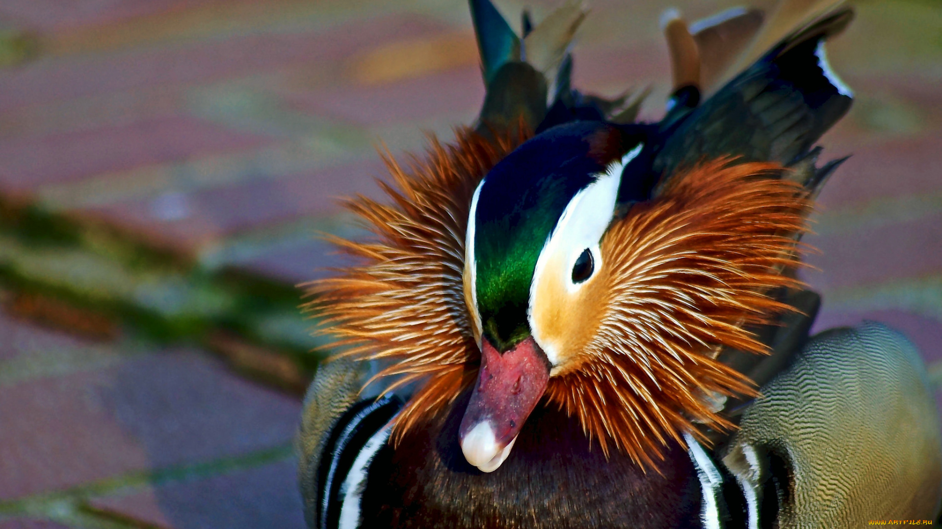 животные, утки, утка, мандаринка