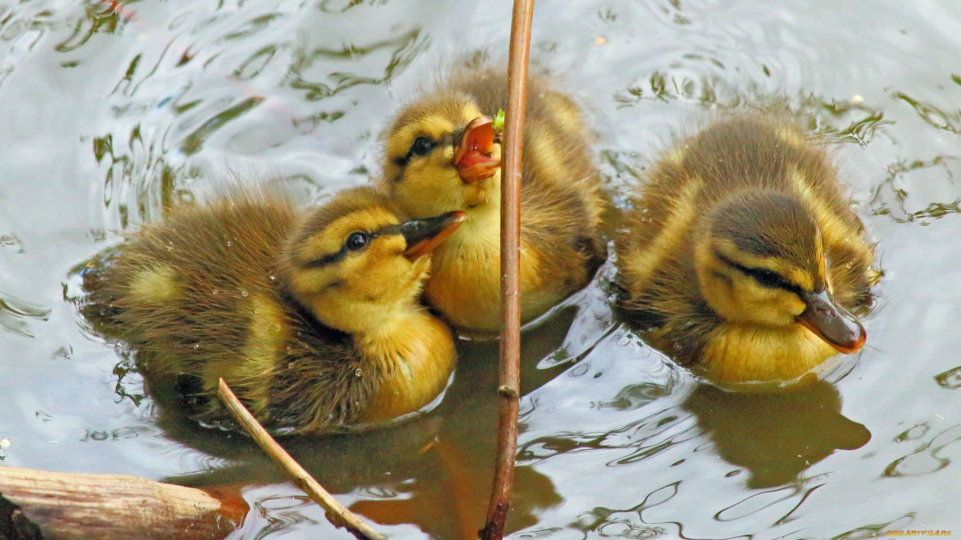 животные, утки, утята