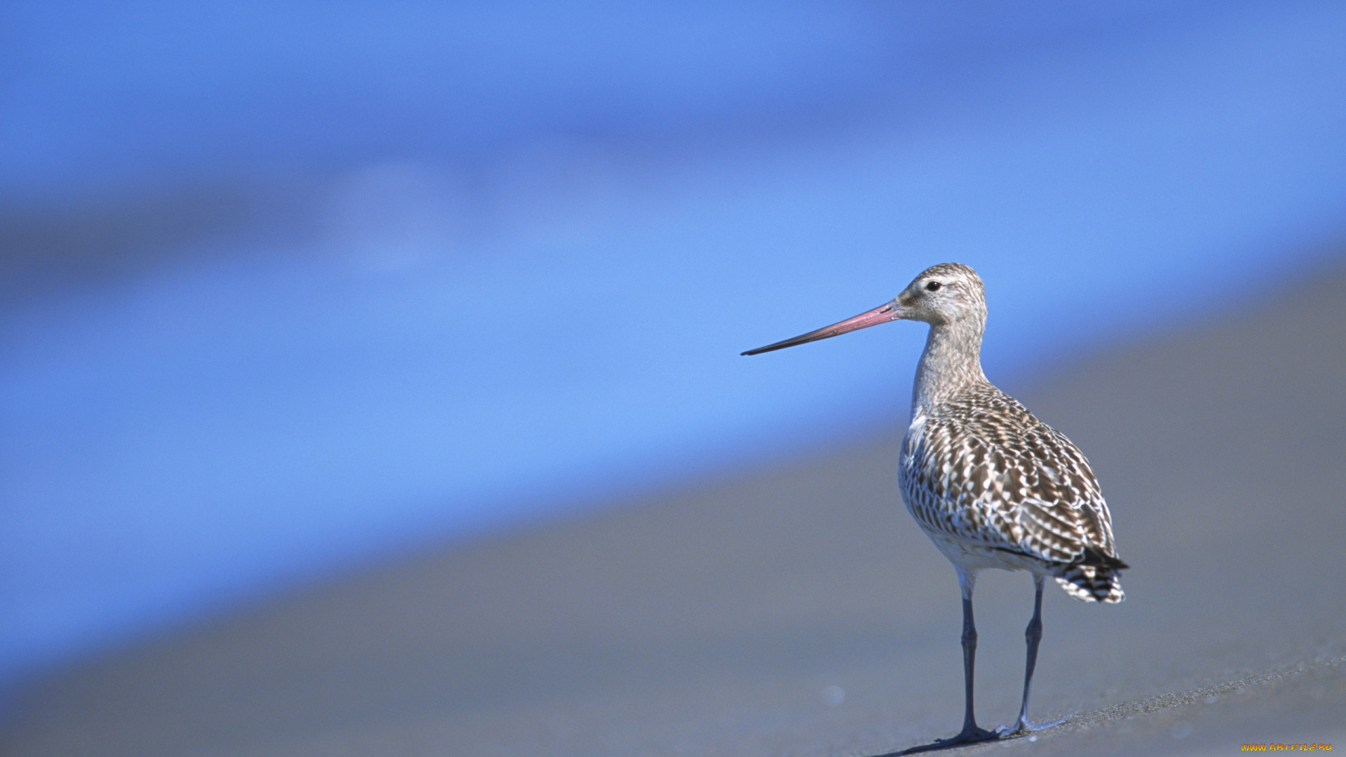 животные, вальдшнепы, , кроншнепы, , бекасы, песок, берег, клюв, кулик