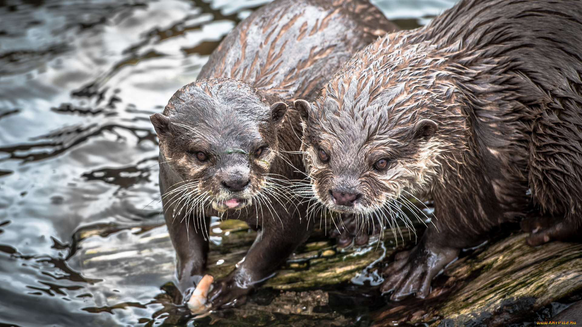 животные, выдры, , каланы, , ондатры, пара