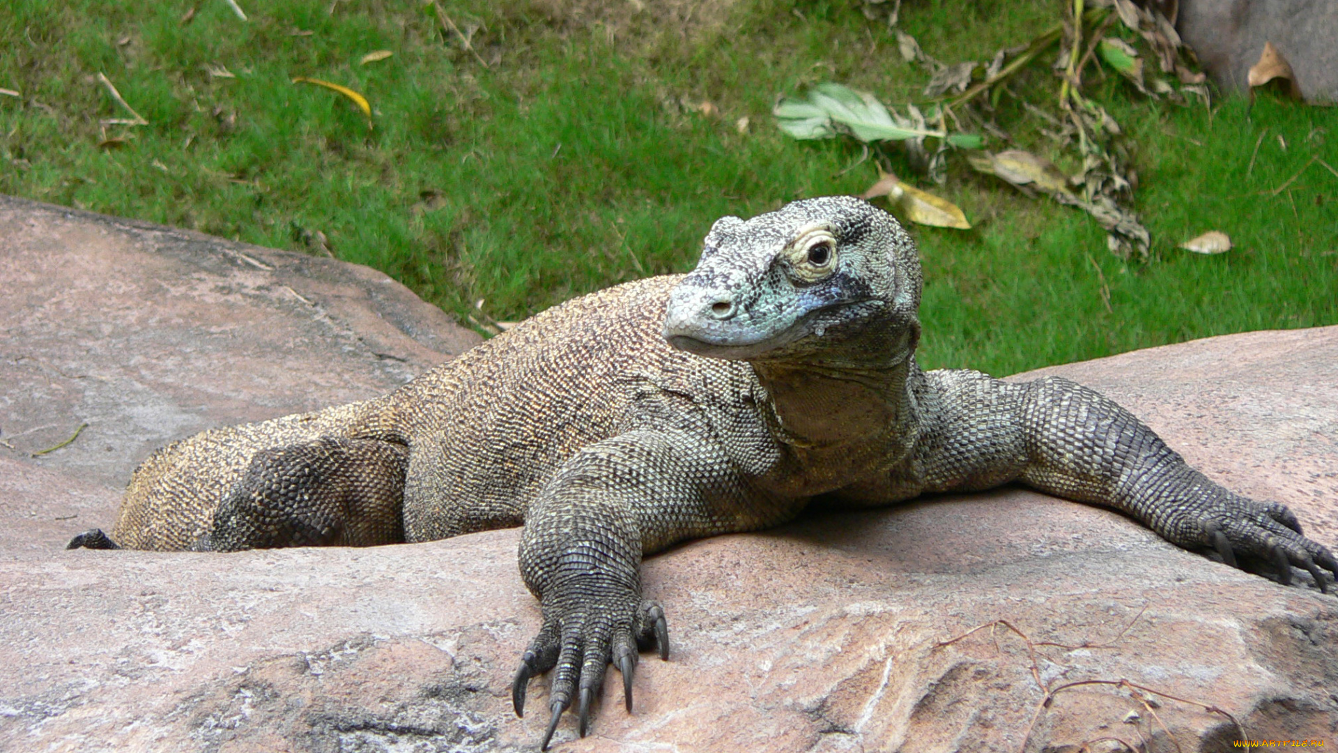 животные, Ящерицы, , игуаны, , вараны, варан, ящер, ящерица, комодо